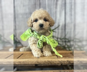 Poodle (Toy) Puppy for sale in ORO VALLEY, AZ, USA