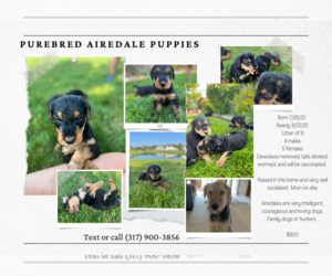 Airedale Terrier Puppy for sale in AUBURN, IN, USA