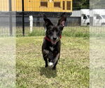 Small Photo #4 Mutt Puppy For Sale in Virginia Beach, VA, USA