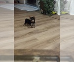 Small #11 Yorkshire Terrier