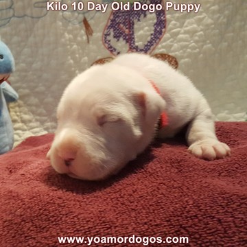 Medium Photo #164 Dogo Argentino Puppy For Sale in JANE, MO, USA