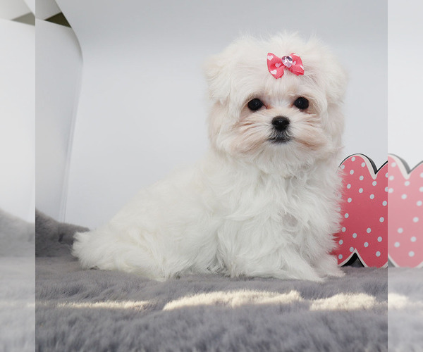 Medium Photo #3 Maltese Puppy For Sale in LOS ANGELES, CA, USA