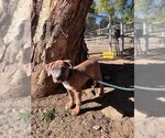 Small Photo #3 Bullboxer Pit Puppy For Sale in Woodland Hills, CA, USA