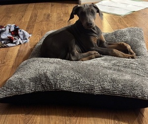 Doberman Pinscher Puppy for sale in MURRIETA, CA, USA
