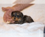 Small #1 Poodle (Toy)-YorkiePoo Mix