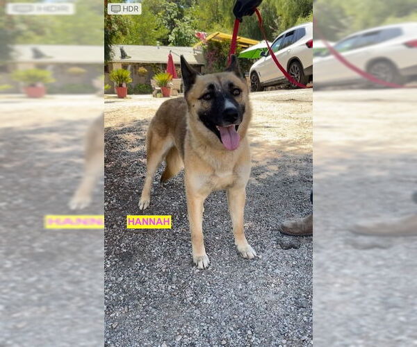 Medium Photo #4 Mutt Puppy For Sale in Woodland Hills, CA, USA