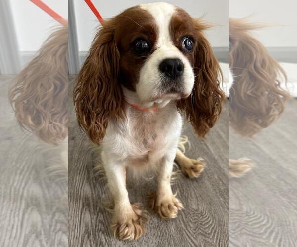 Medium Photo #4 Cavalier King Charles Spaniel Puppy For Sale in Westminster, MD, USA