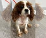 Small #3 Cavalier King Charles Spaniel