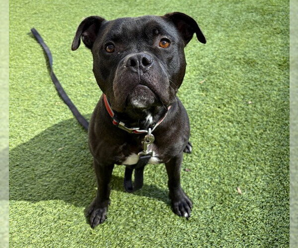 Medium Photo #1 Staffordshire Bull Terrier-Unknown Mix Puppy For Sale in Raleigh, NC, USA