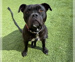 ADAM - Male Staffordshire Bull Terrier-Unknown Mix Dog for Adoption - Small photo
