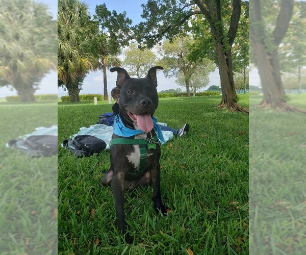 Medium Photo #28 Mutt Puppy For Sale in Pompano Beach , FL, USA