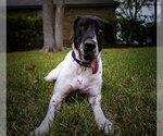 Small #14 Great Dane