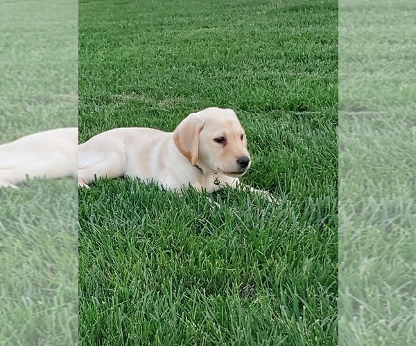 Medium Photo #1 Labrador Retriever Puppy For Sale in SABETHA, KS, USA