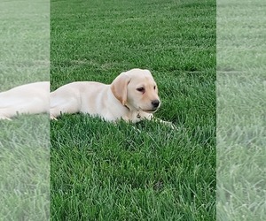 Labrador Retriever Puppy for sale in SABETHA, KS, USA