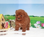 Small Photo #6 Poodle (Toy) Puppy For Sale in MANHATTAN, NY, USA