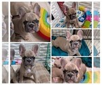 Small Photo #9 French Bulldog Puppy For Sale in MCKINLEYVILLE, CA, USA