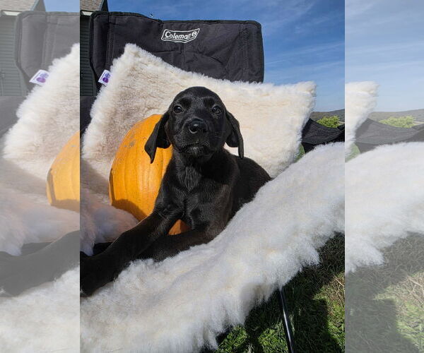 Medium Photo #3 Labrador Retriever-Unknown Mix Puppy For Sale in SHERBURNE, NY, USA