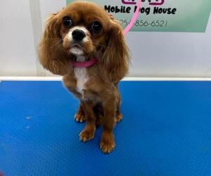 Mother of the Cavalier King Charles Spaniel puppies born on 03/08/2023