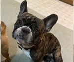 Small Photo #1 French Bulldog Puppy For Sale in SILT, CO, USA