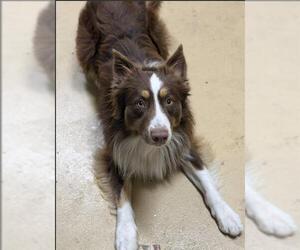 Border Collie Dogs for adoption in Chula Vista, CA, USA