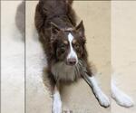 Small Border Collie