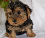 Small #2 Yorkshire Terrier