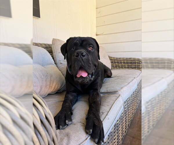 Medium Photo #2 Mastiff Puppy For Sale in Fremont, CA, USA