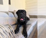Small #1 Mastiff