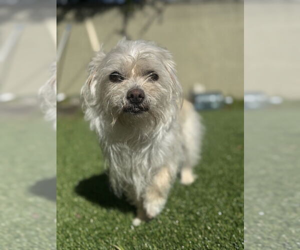 Medium Photo #9 Maltese-Unknown Mix Puppy For Sale in Pacifica, CA, USA