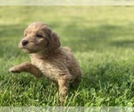 Small Photo #4 Irish Doodle Puppy For Sale in COLONIAL HEIGHTS, TN, USA