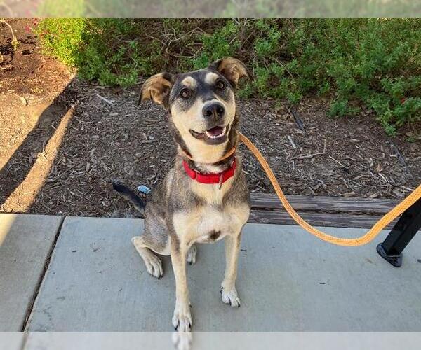 Medium Photo #4 Labrador Retriever-Siberian Husky Mix Puppy For Sale in Orange, CA, USA
