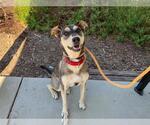 Small #3 Labrador Retriever-Siberian Husky Mix