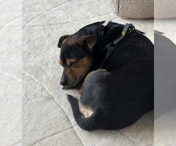 Medium Photo #2 Mutt Puppy For Sale in Bellevue, WA, USA