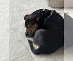 Small #1 Mutt