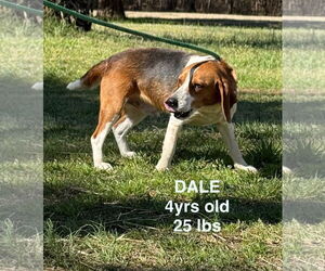 Beagle Dogs for adoption in Woodbury, NY, USA