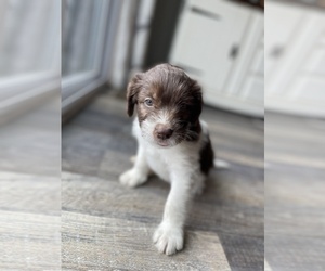 Aussiedoodle Puppy for sale in CRAWFORDSVILLE, IN, USA