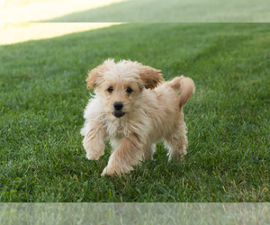 Cavapoo-Goldendoodle Mix Puppy for sale in TOPEKA, IN, USA