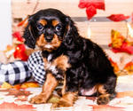 Small #5 Cavalier King Charles Spaniel
