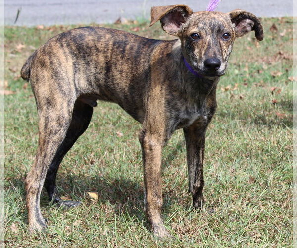 Medium Photo #2 Feist Terrier-Unknown Mix Puppy For Sale in Prattville, AL, USA