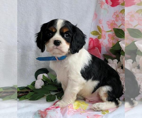 Medium Photo #4 Cavalier King Charles Spaniel Puppy For Sale in CANANDAIGUA, NY, USA