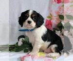 Small Photo #4 Cavalier King Charles Spaniel Puppy For Sale in CANANDAIGUA, NY, USA