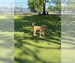 Small #3 American Staffordshire Terrier Mix