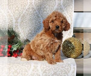 Goldendoodle (Miniature) Puppy for sale in EPHRATA, PA, USA