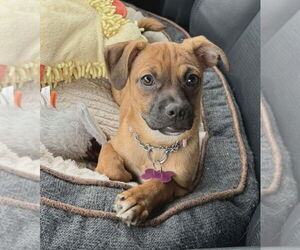 American Pit Bull Terrier-Unknown Mix Dogs for adoption in Plymouth, MN, USA