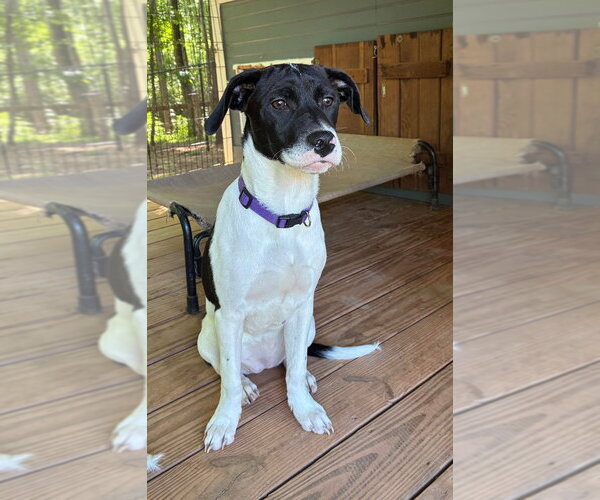 Medium Photo #2 Pointer-Unknown Mix Puppy For Sale in Canton, CT, USA