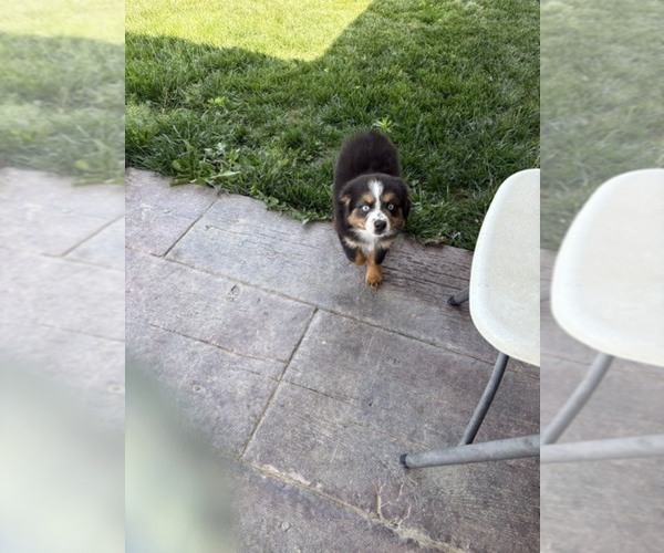 Medium Photo #7 Australian Shepherd Puppy For Sale in AUBURN, IN, USA