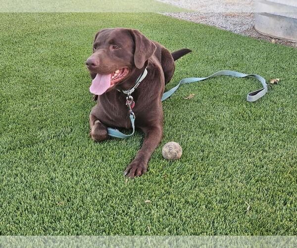Medium Photo #3 Labrador Retriever Puppy For Sale in Clovis, CA, USA