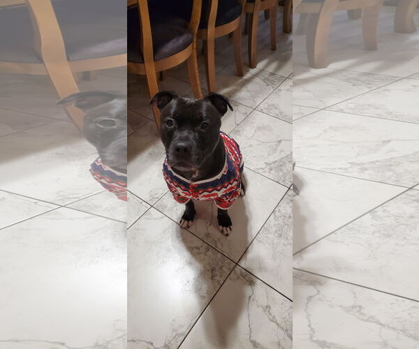 Medium Photo #4 Staffordshire Bull Terrier-Unknown Mix Puppy For Sale in Crete, IL, USA