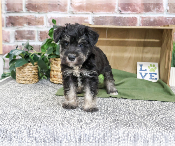 Medium Photo #4 Schnauzer (Miniature) Puppy For Sale in SYRACUSE, IN, USA
