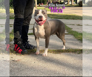 Mother of the American Bully puppies born on 05/20/2023